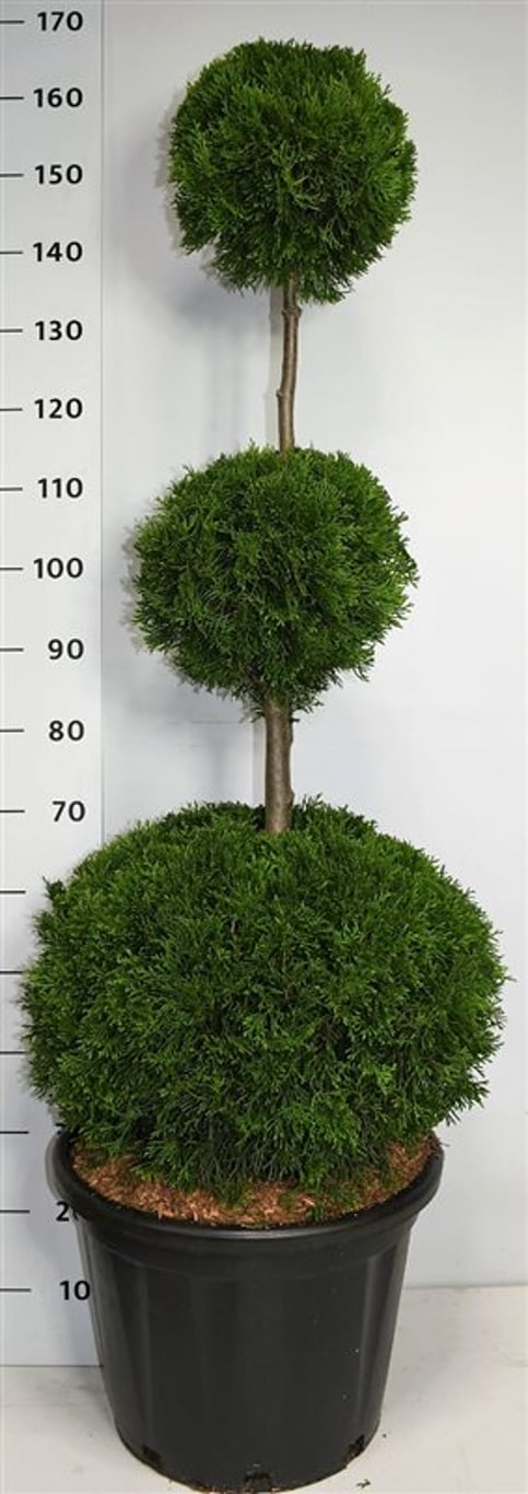 Thuja – Thuja occidentalis 'Smaragd' - C35 120-140 cm. Triobol